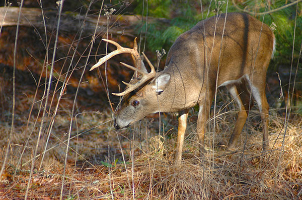 Use trail cameras to scout for deer.