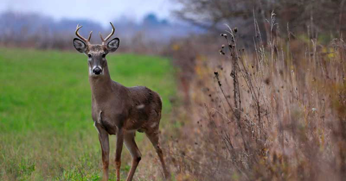 Indiana Whitetailed Buck