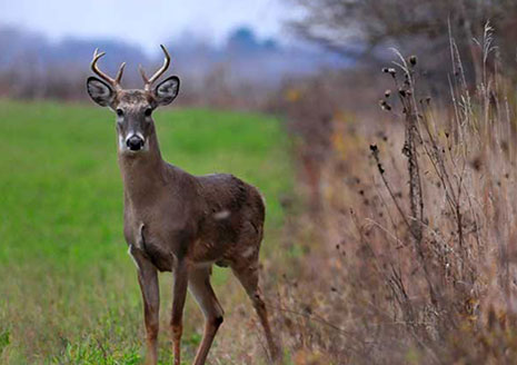 Here’s All You Need to Know to Deer Hunt in Indiana