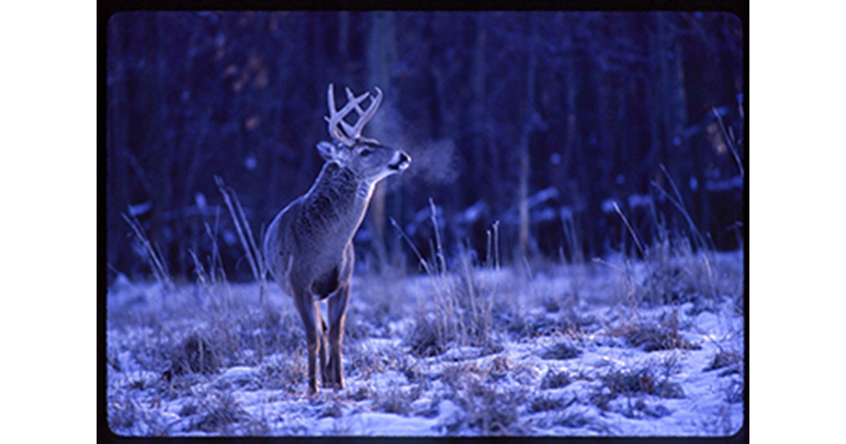 Michigan Deer Harvest Info