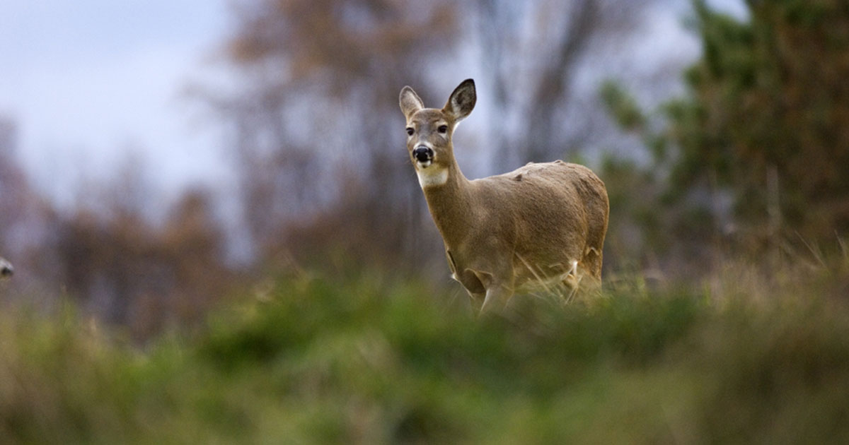 Michigan Deer