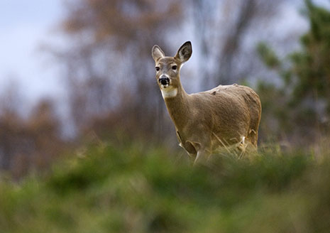 Michigan Offers Drop-In Mondays during Deer Season