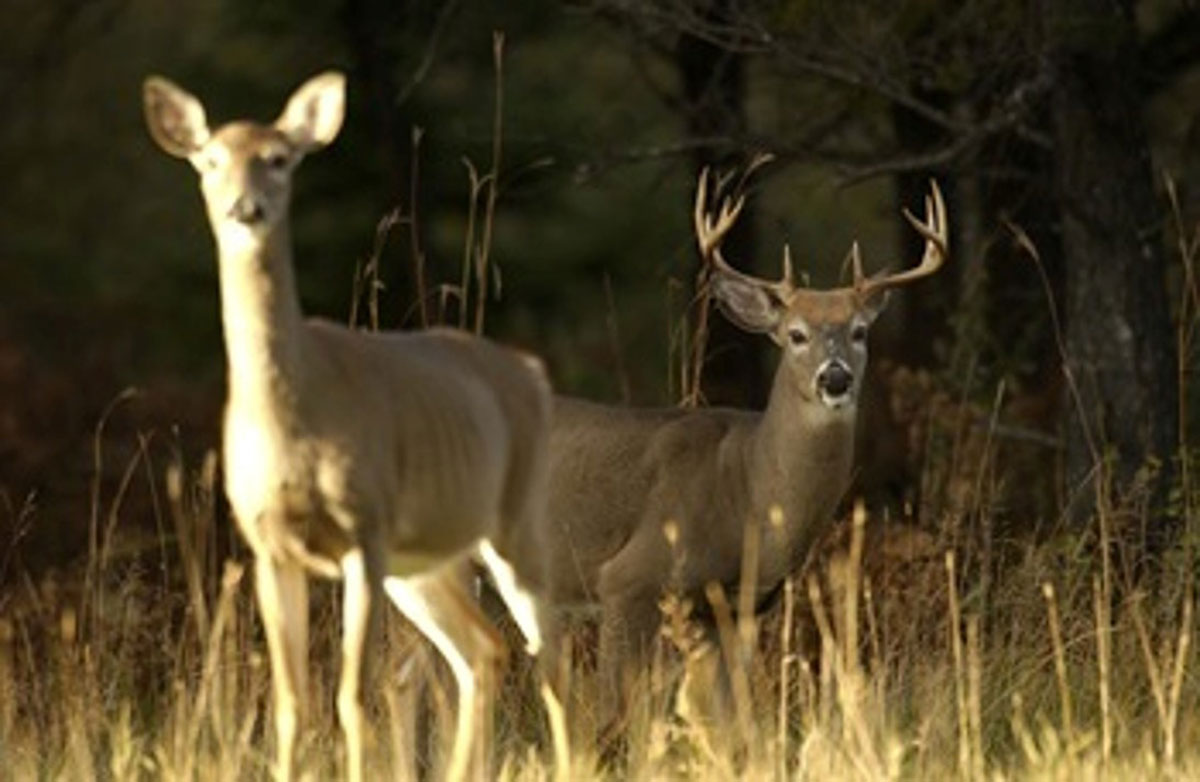 Michigan deer