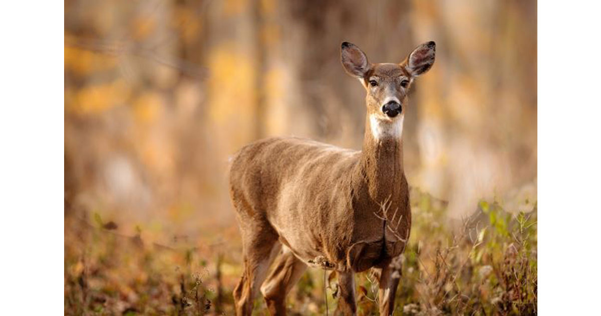 Antlerless Deer