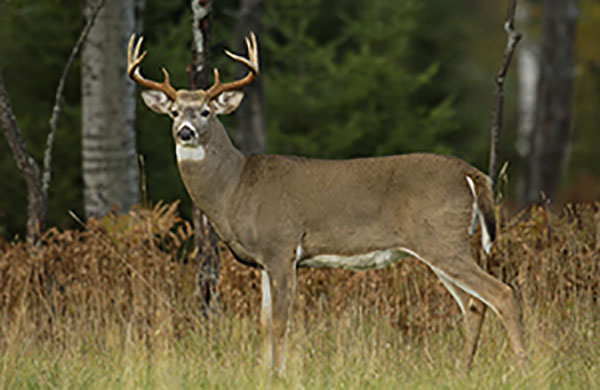 Michigan Announces Big Changes in Deer Check Stations