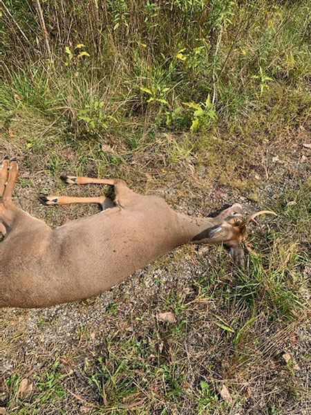EHD Virus Killing Deer in Some Michiana Locales