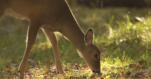 Now is the Time to Improve Habitat for the Deer