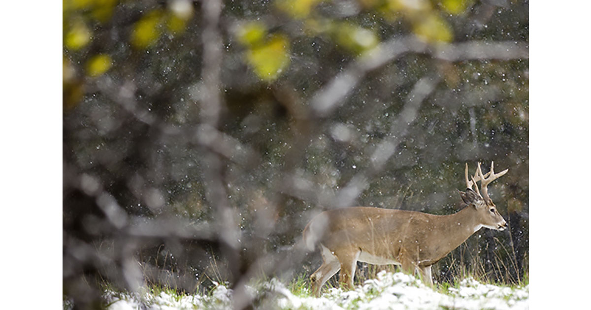 Deer in the Snow
