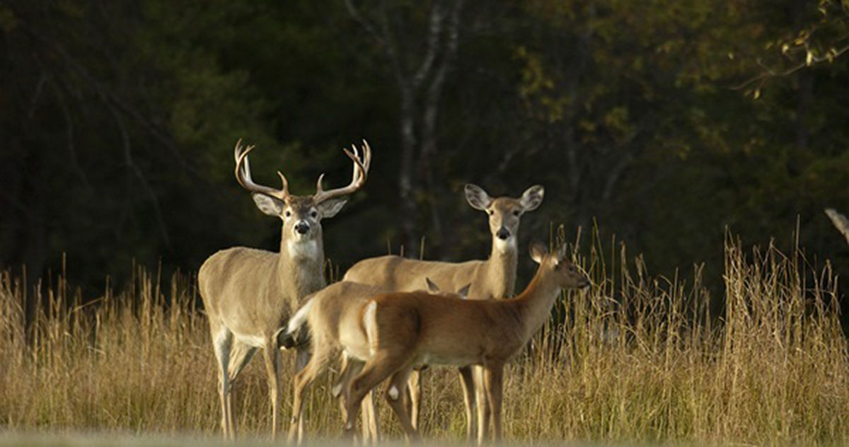 Michigan Gun Season Opens November 15