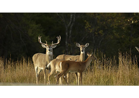 Make Sure You Know the Rules This Gun Season