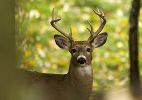 ichigan Seeks Hunter Feedback on Deer Hunting Regulation Proposals