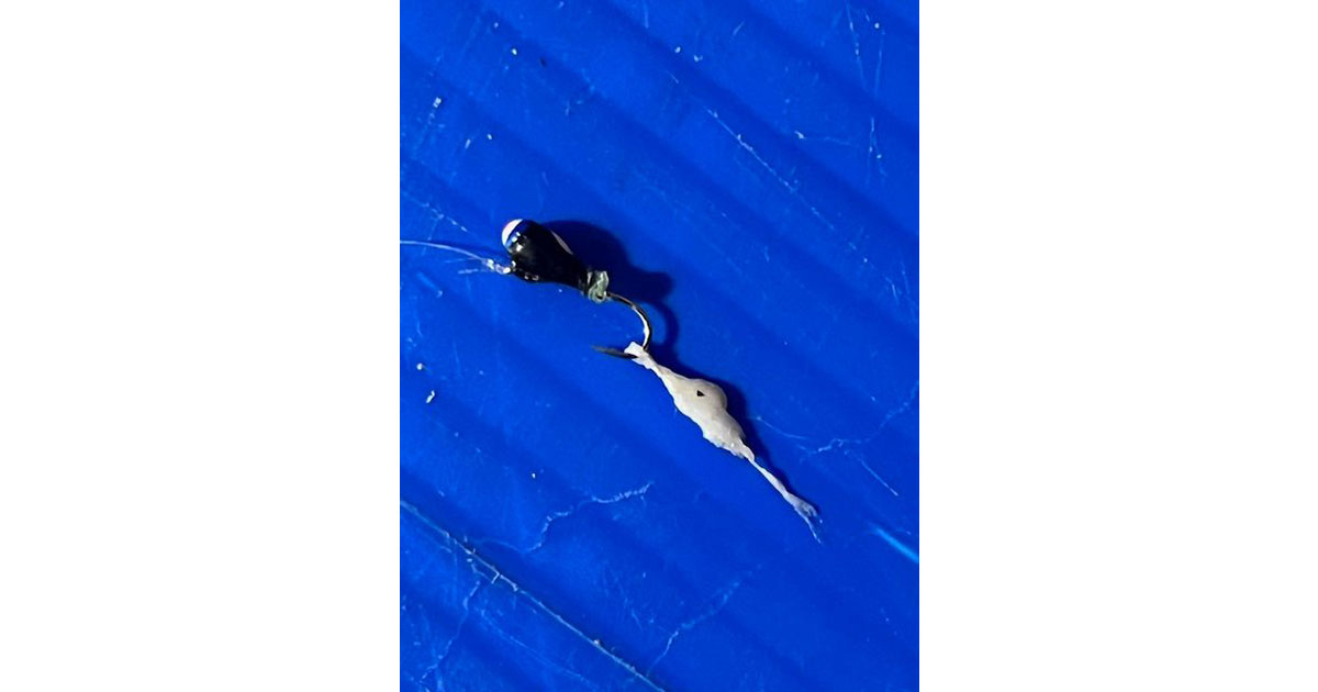 This is the exact lure and bait that Powell used to catch 30 panfish without having to re-bait.