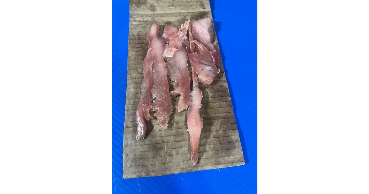 Powell cuts skin from the beaver tail hide then uses a razor blade to cut them into smaller, fishable chunks. 