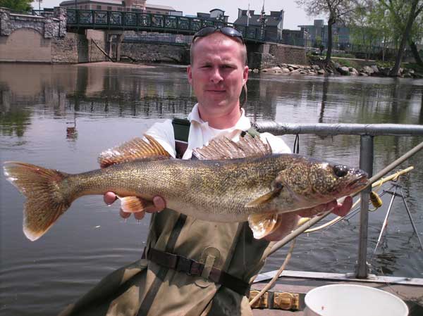 Walleyes in the Elkhart River