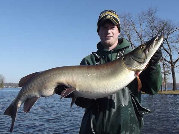 Biologists concerned that muskies are being moved by anglers.