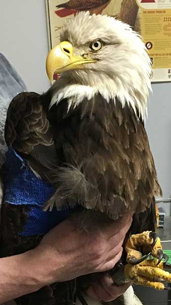 Oldest wild bald eagle in Indiana rescued - Photo by Indiana Raptor Center