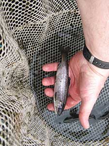 Indiana has begun stocking larger-than-normal coho into the St. Joseph River. (DNR photo)