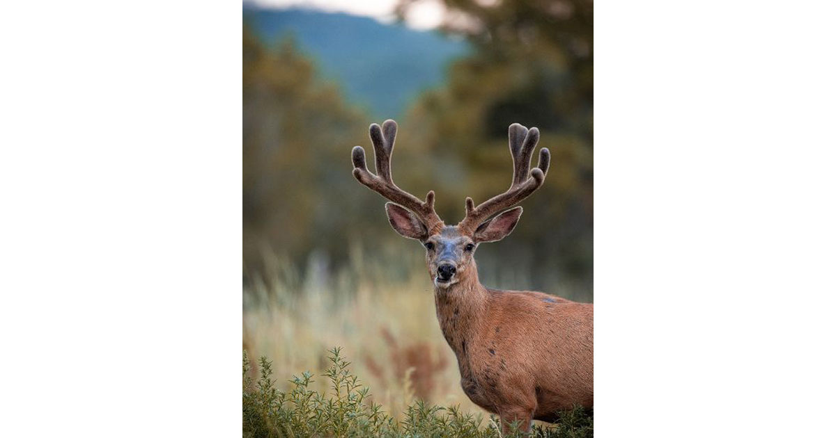 Indiana Buck