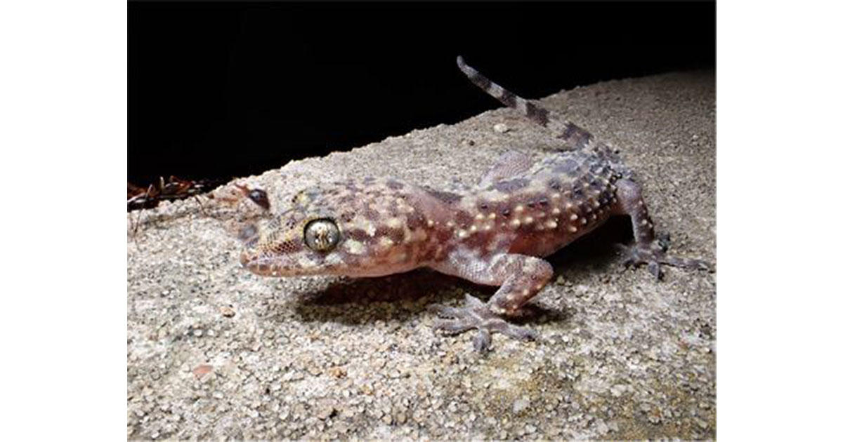 Mediterranean gecko