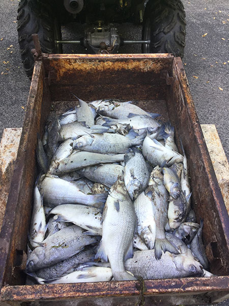 Dead Fish Appear at Kosciusko County Lakes
