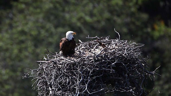 Indiana Removes Eagles from Endangered and Special Concern Species List