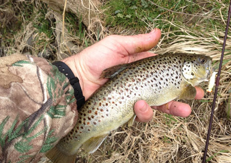 Northern Indiana Streams Get Brown Trout; Season Opens April 29