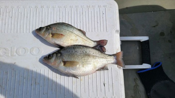 Lake of the Woods White Perch