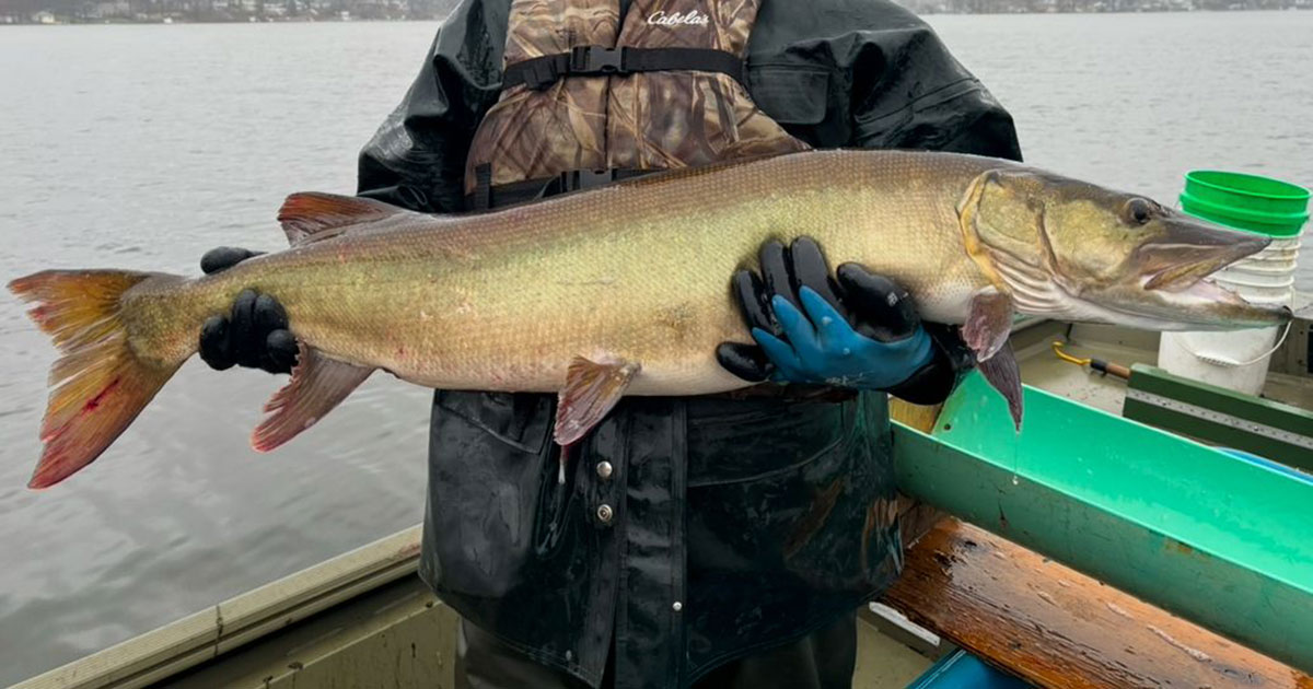 Netted Muskie