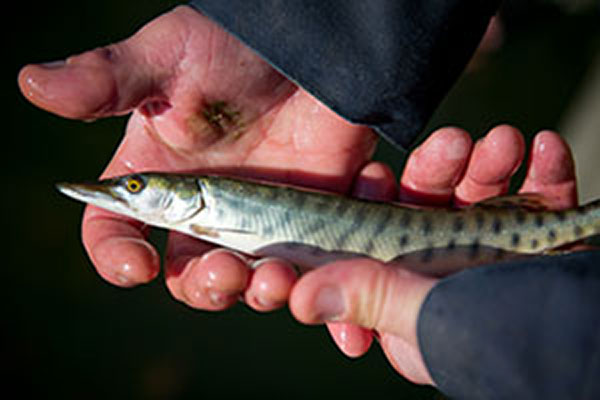 Young Muskie Fingerling