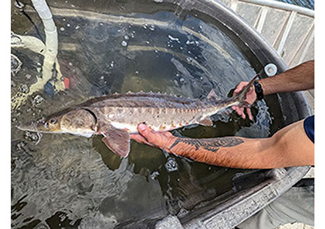 Lake Sturgeon