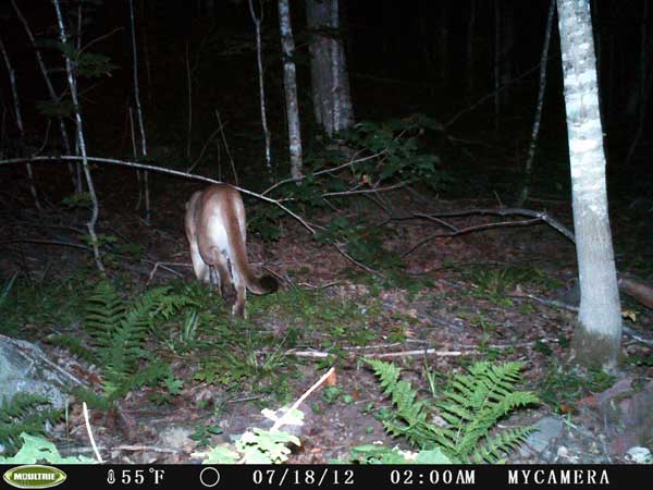 Cougar Sighting Confirmed in Upper Peninsula