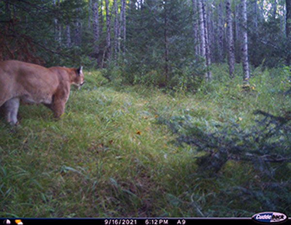 Cougar sighted in Dickinson County