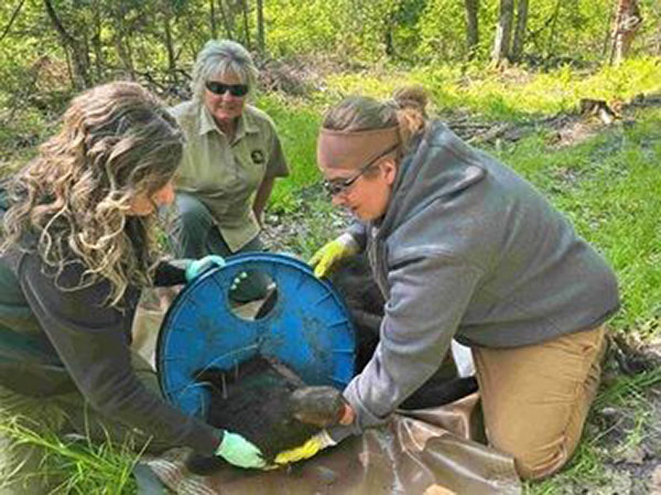 DNR Officer removing lid from bear's neck