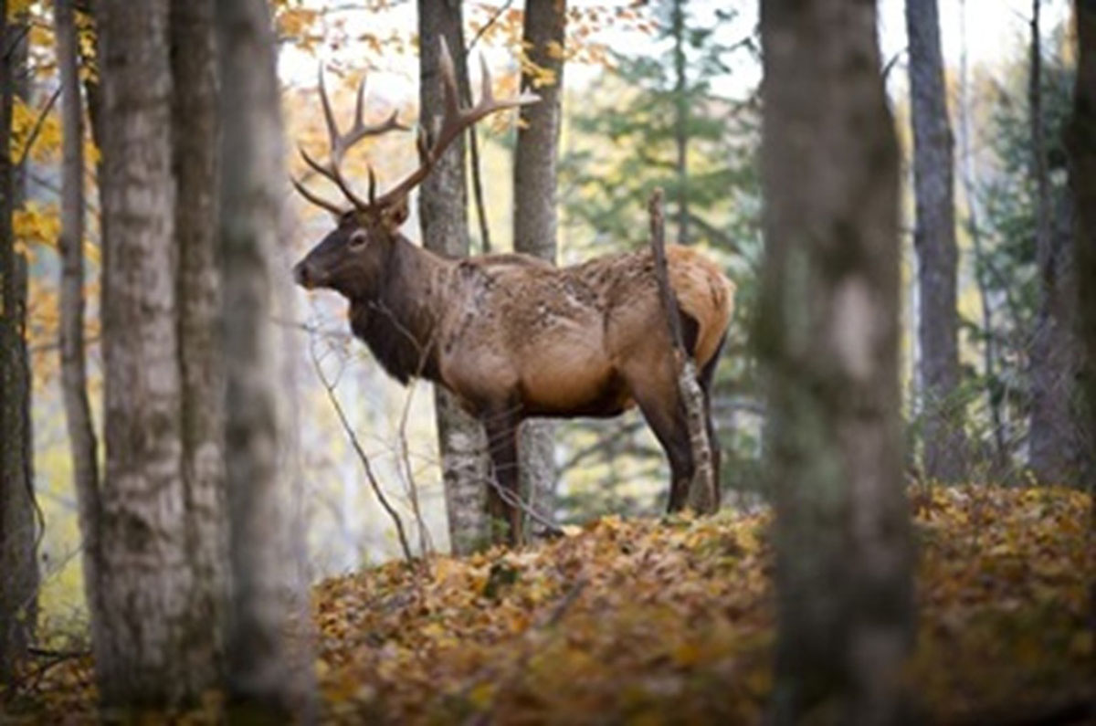 Michigan Elk