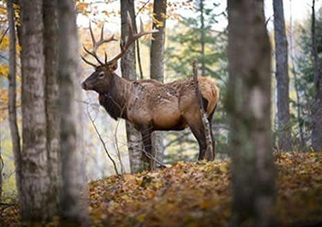 Michigan’s Elk Hunt Application Period Begins Friday; Regulations Have Changed