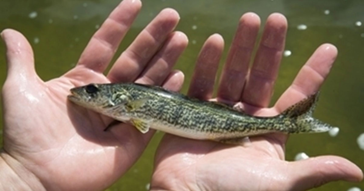 Fall Walleye Fingerling