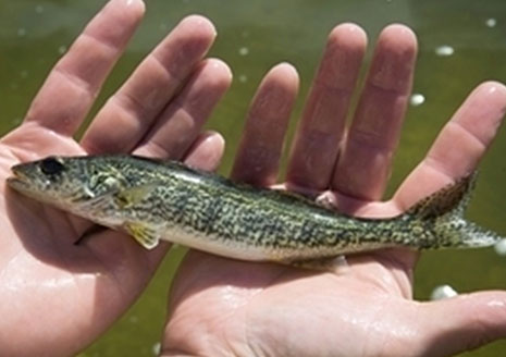 Michigan Stocked Thousands of Fall Fingerlings Last Fall