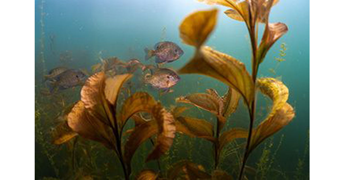 Fish Habitat