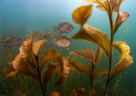 Michigan Offers Grant Funding for fisheries habitat and Dam Removal Projects