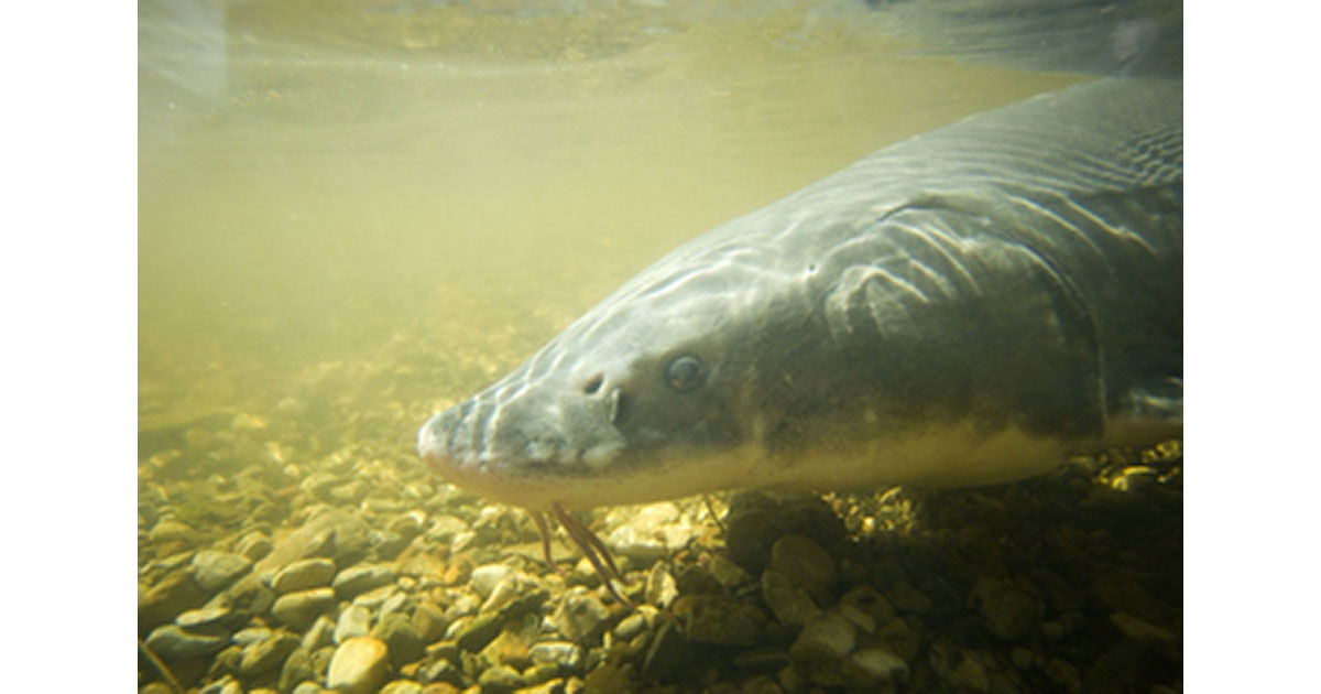 Lake Sturgeon