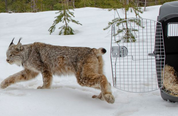 Canada Lynx Released