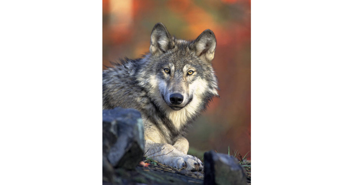 Michigan Wolf