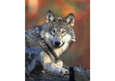 Latest DNR Survey Shows Stable Wolf Population in Michigan