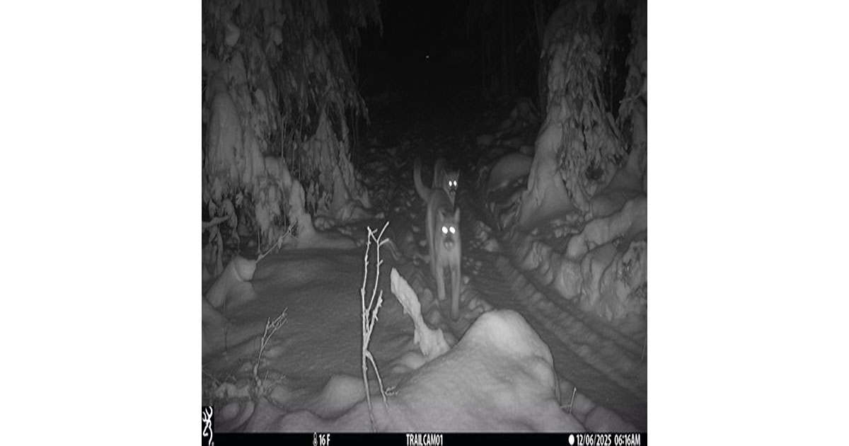 Michigan Cougar Kittens