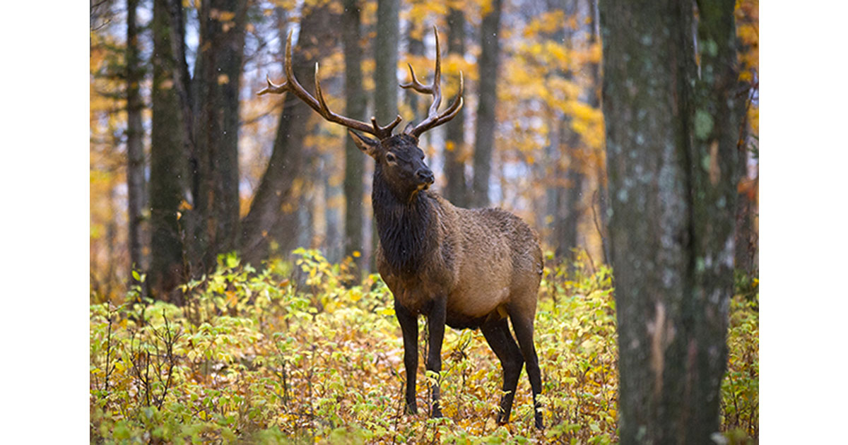 Michigan Elk
