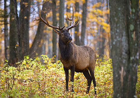 Michigan Seeks to Lengthen Elk Hunting Harvest Time