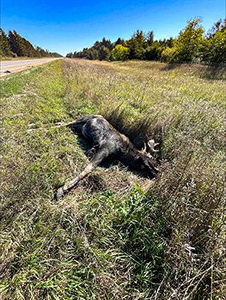Dead Moose from Vehicle Collision