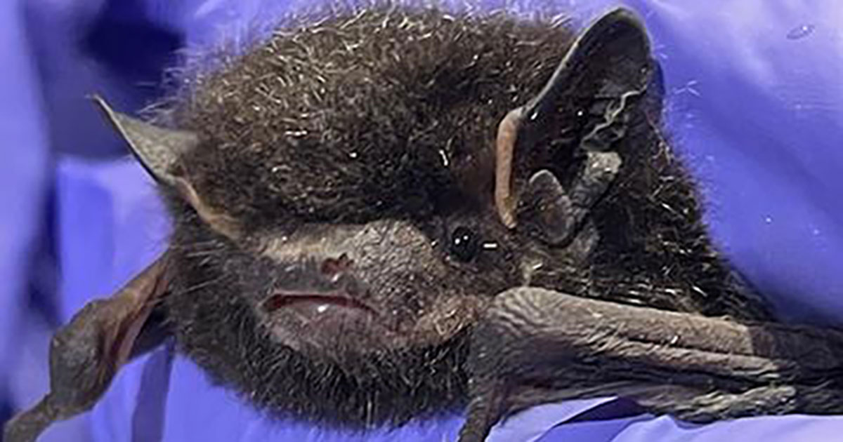 Michigan Bat