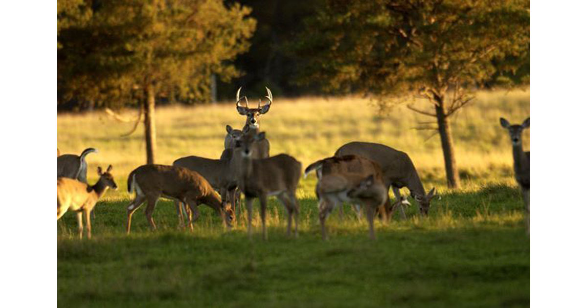Michigan Deer