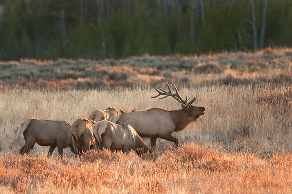 Michigan Elk Herd